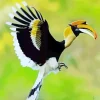 Hornbill Bird Flying Diamond Painting