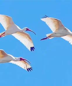 Ibis Birds Flying Diamond Painting