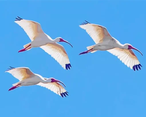 Ibis Birds Flying Diamond Painting