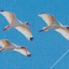 Ibis Birds Flying Diamond Painting
