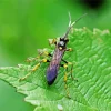 Ichneumon Wasp Diamond Painting