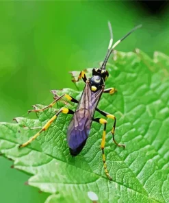 Ichneumon Wasp Diamond Painting