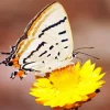 Imperial Blue Butterfly Diamond Painting