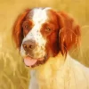 Irish Red And White Setter Diamond Painting