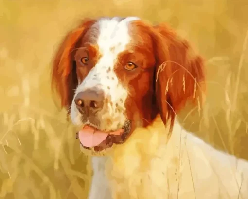 Irish Red And White Setter Diamond Painting
