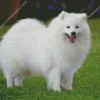 Japanese Spitz Dog Diamond Painting