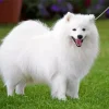 Japanese Spitz Dog Diamond Painting
