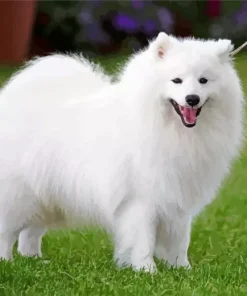 Japanese Spitz Dog Diamond Painting