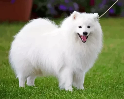 Japanese Spitz Dog Diamond Painting