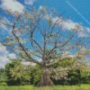 Kapok Tree Diamond Painting