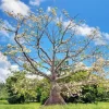 Kapok Tree Diamond Painting