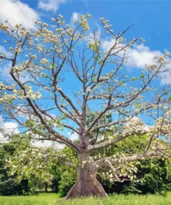 Kapok Tree Diamond Painting