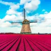 Kinderdijk Tulips Diamond Painting
