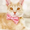Kitten With Bow Tie Diamond Painting