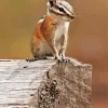 Least Chipmunk Diamond Painting