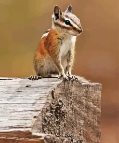 Least Chipmunk Diamond Painting