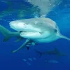 Lemon Shark Diamond Painting