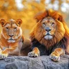 Lion And Lioness Diamond Painting