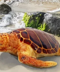 Loggerhead Sea Turtle Diamond Painting