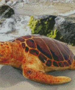Loggerhead Sea Turtle Diamond Painting