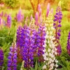 Lupine Flowers Diamond Painting