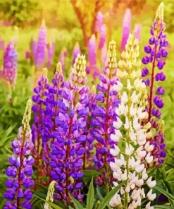 Lupine Flowers Diamond Painting