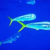 Mahi Mahi Fishes Diamond Painting