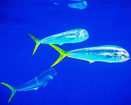 Mahi Mahi Fishes Diamond Painting