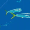 Mahi Mahi Fishes Diamond Painting