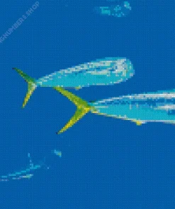Mahi Mahi Fishes Diamond Painting