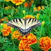 Marigold Flower Diamond Painting