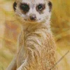 Meerkat Animal Diamond Painting