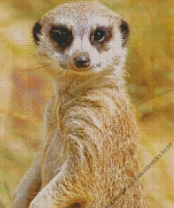 Meerkat Animal Diamond Painting
