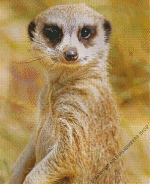 Meerkat Animal Diamond Painting
