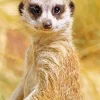 Meerkat Animal Diamond Painting