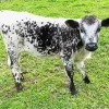 Miniature Cow Diamond Painting