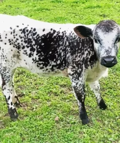Miniature Cow Diamond Painting