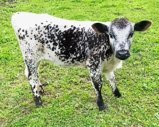 Miniature Cow Diamond Painting