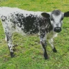 Miniature Cow Diamond Painting