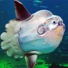 Mola Fish Diamond Painting