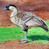 Nene Bird Diamond Painting