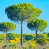 Pine Trees Diamond Painting