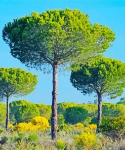 Pine Trees Diamond Painting