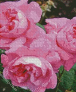 Pink Heirloom Roses Diamond Painting