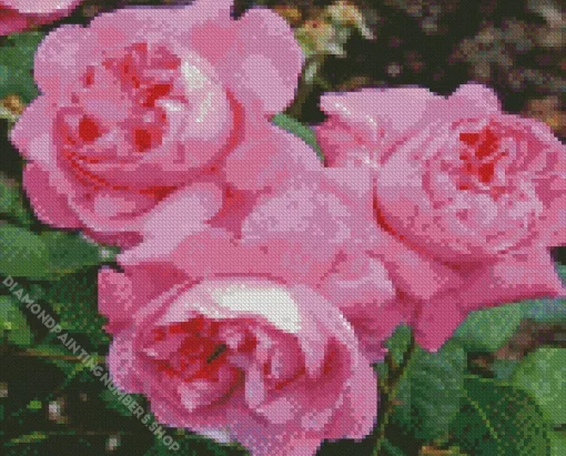 Pink Heirloom Roses Diamond Painting