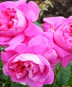 Pink Heirloom Roses Diamond Painting