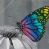 Rainbow Butterfly Diamond Painting