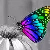 Rainbow Butterfly Diamond Painting