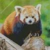 Red Panda Diamond Painting