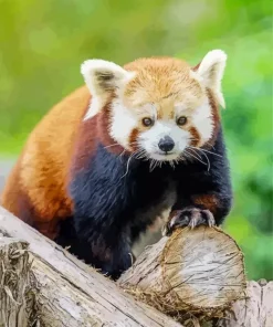 Red Panda Diamond Painting
